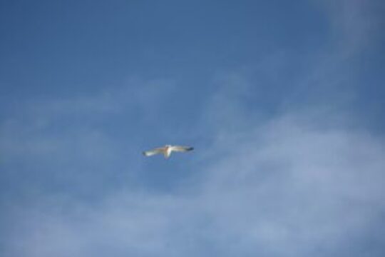 Bluesky Is Different from Other Social Platforms: Here’s How to Get Started